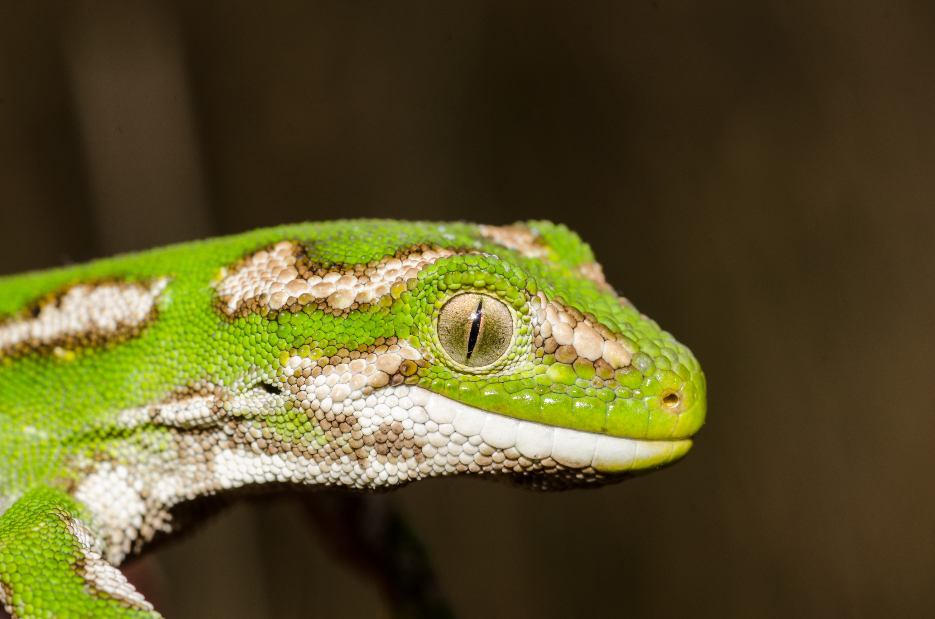 DSC_1118 – new, new zealand, zealand, nz, otago, otago may 16, crispin, Jewelled, gecko, Naultinus, gemmeus, lizard, cold, blood, rare, green,